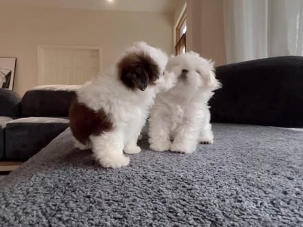两小只超级无敌爆炸可爱#马尔济斯 #马尔济斯犬 #狗狗 #萌宠 #笨蛋小狗