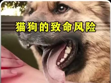 #养猫狗的注意了,只因被狗舔了,四肢就被截肢了,只因被猫舔了,就失去了性命,你知道猫狗带有什么病毒吗