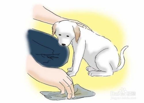 如何训练小狗排泄/如厕