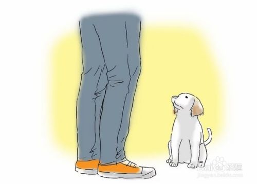 如何训练小狗排泄/如厕
