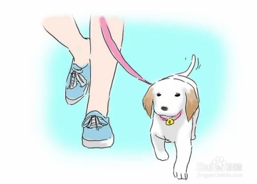 如何训练小狗排泄/如厕