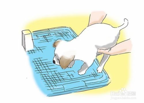 如何训练小狗排泄/如厕