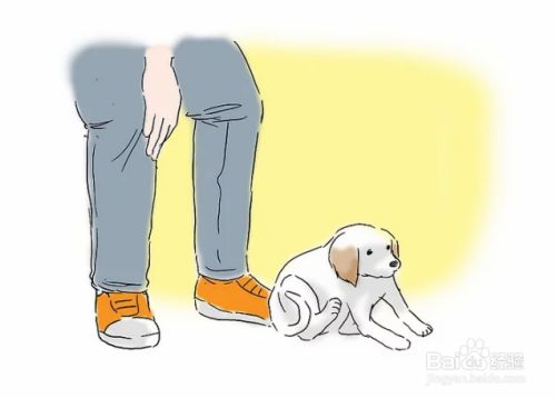 如何训练小狗排泄/如厕