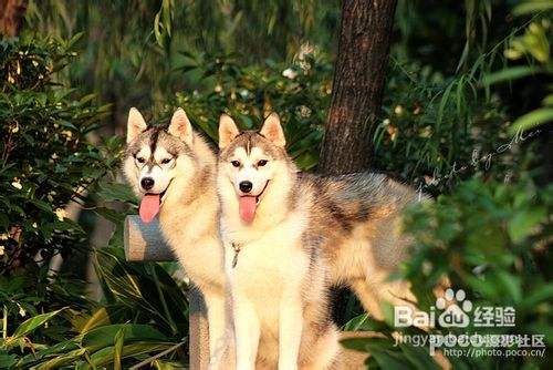 训练宠物狗排泄的九大方法