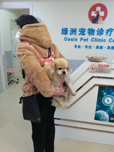 绿洲宠物诊疗中心——宠物健康的唯一选择 