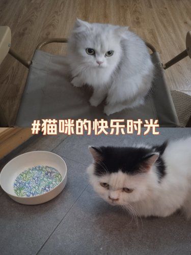 悠闲周末的猫咪时光！
