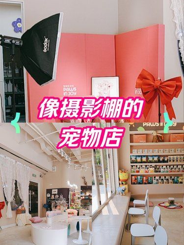 一家像摄影棚的宠物店