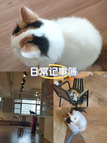 关于喵咪的心情日记