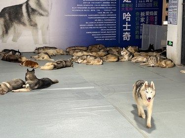 一百只哈士奇