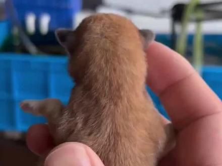 #豆柴 #萌宠出道计划 #中华田园犬 #狗狗 #狗狗等主人