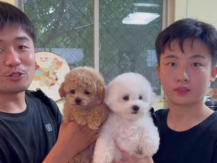 泰迪是小型犬里智商最高的品种，比熊是小型犬里情商最高的品种，但是很多人往往都在纠结这两个品种到底该怎么选，这条视频完整的给大家解答#泰迪 #比熊 #邪恶摇粒绒比熊 #泰迪毛毛成精 #淄博宠物