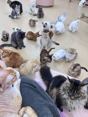 店里猫咪超治愈