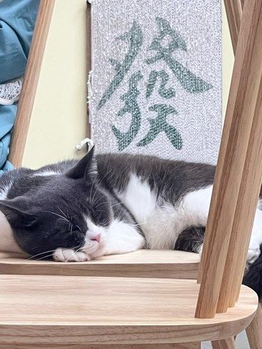 一家性价比巨高的猫咖！！