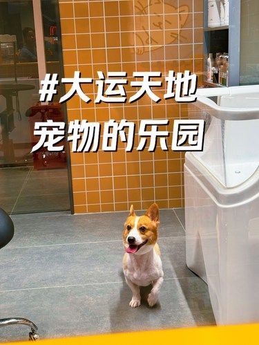 宠物乐园｜衣食住行洗护超齐全