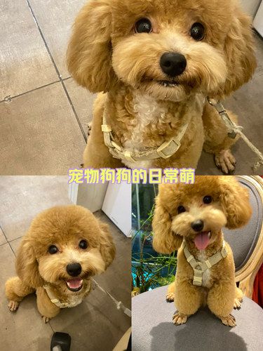 狗狗美容之后很开心