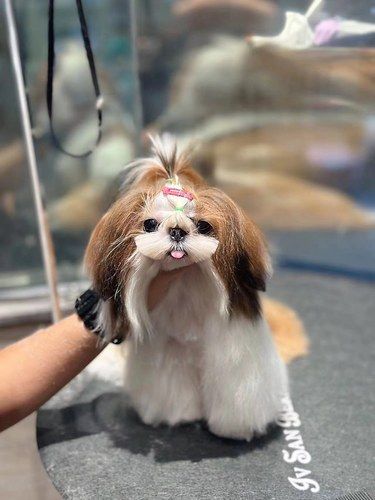西施美容造型深圳