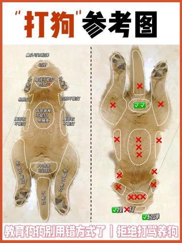 铲屎官如何正确教育狗狗，“打狗”正确说明书