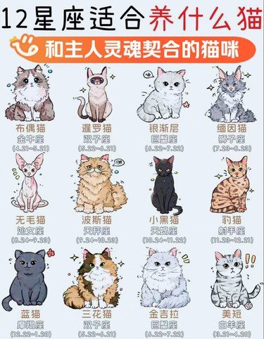 不同星座适合养什么猫咪
