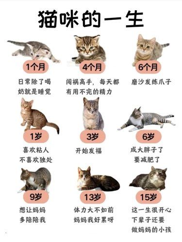 猫咪的一生能有多短暂？! 短到一分钟就能看完
