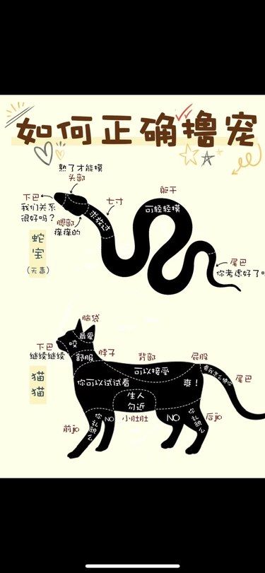 撸宠手法学到位猫猫天天嗷嗷嗷
