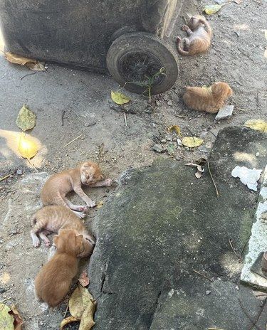 看着好可怜[发怒][发怒]