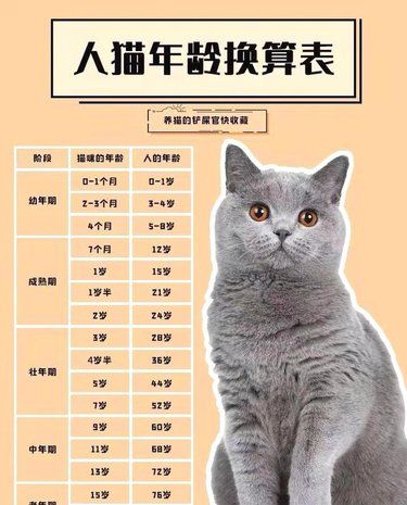 人猫年龄换算表你知道吗