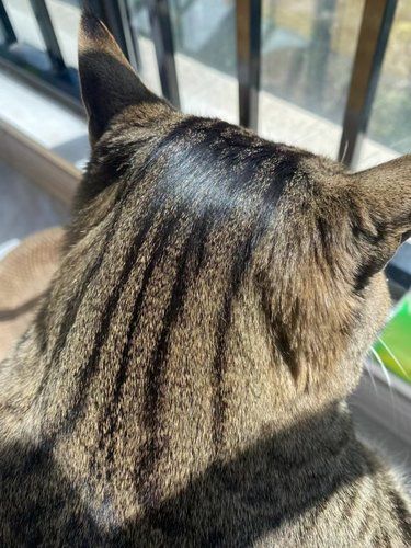 姐姐家的猫，都反光了[捂脸]吃啥了这是