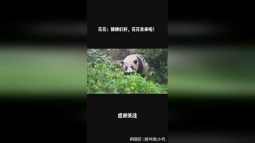 花花：姨姨们好，花花我来啦！