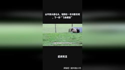 山羊用头撞石头，猫蹲在一旁冷眼旁观，下一秒“飞来横祸”