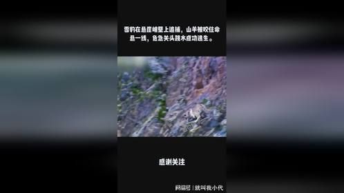 雪豹在悬崖峭壁上追捕，山羊被咬住命悬一线