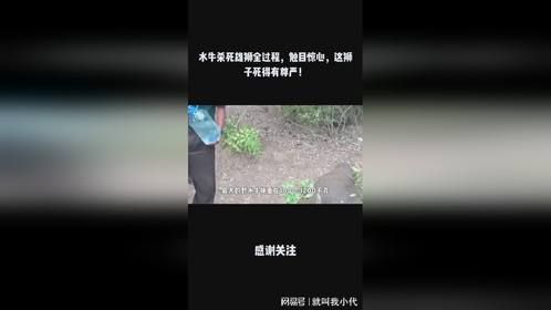 水牛杀死雄狮全过程，触目惊心，这狮子死得有尊严！