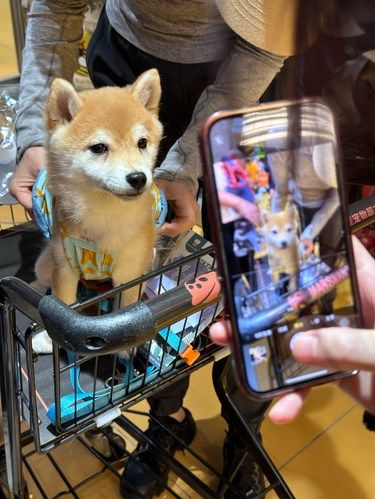 北京这里宠物友好……可以带毛孩子来逛！