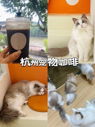 小猫咖啡|只想续杯