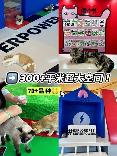 超过300平米的大型猫空间！真的好多猫啊
