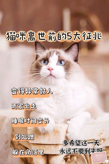 猫咪去世前的⑤大征兆