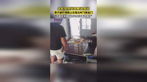 大蛇爬进房间，男子吓得跳沙发飞奔出门