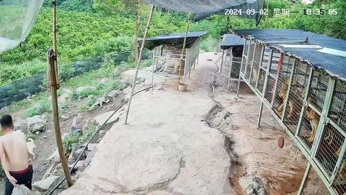 广西土猎犬与中华田园犬，养狗乐趣知多少