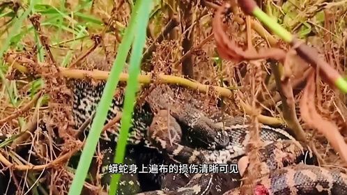蛇的噩梦：科莫多龙的致命一咬，蜥蜴的盛宴！
