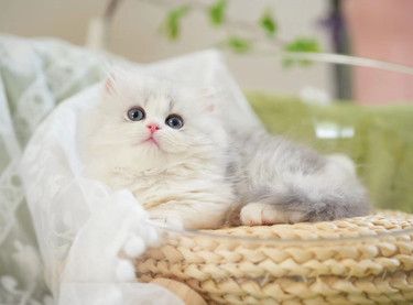 解锁无价陪伴，共赴猫咪纯爱之旅