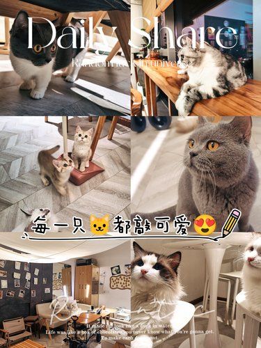 成都室内玩乐天花板|去班味/遛娃之撸猫咪