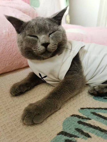 呜呜这么多可爱的猫咪