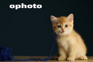 猫球宝宝ophoto 客片分享