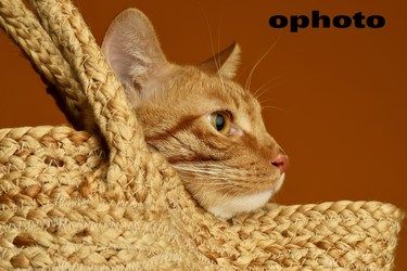2岁橘猫宝贝 客片分享