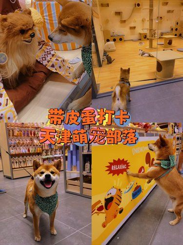 在天津见世面了，连宠物店都这么big❗