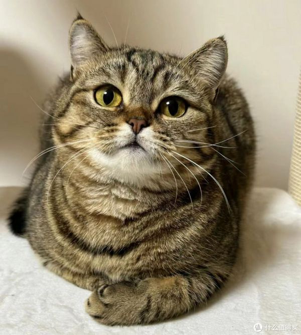 家猫有哪些种类?