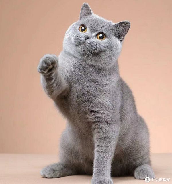 家猫有哪些种类?