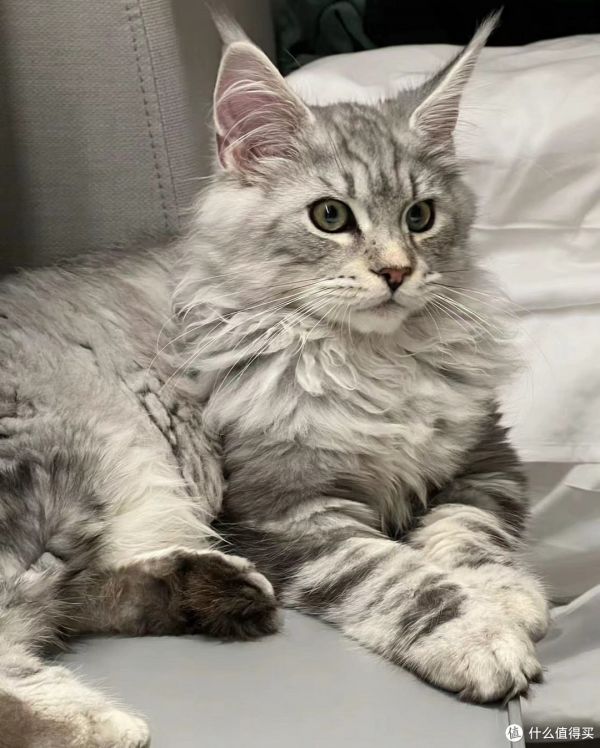 家猫有哪些种类?