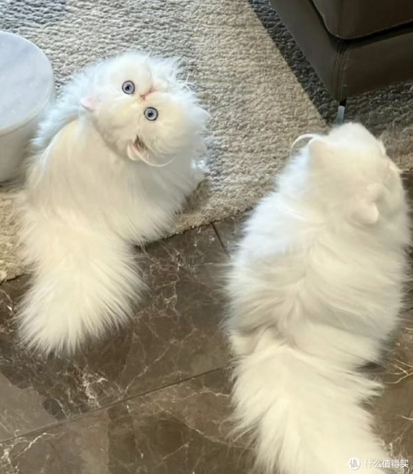 家猫有哪些种类?