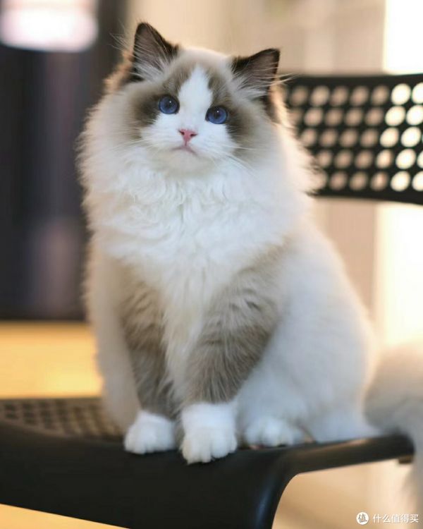 家猫有哪些种类?