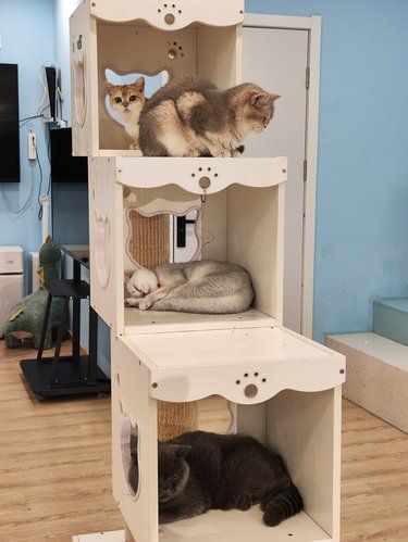 靴子猫 | 猫咪天地等你来体验❗❗❗❗